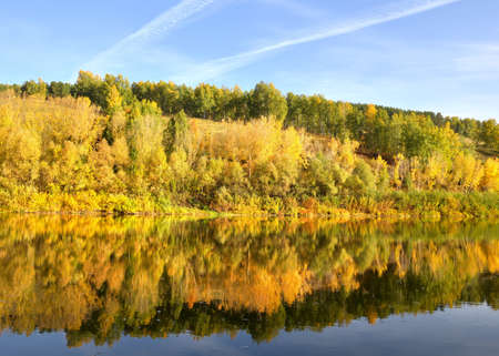 Autumn Bank of the Inya river. Trees with Golden foliage on a high slope are reflected in the water....