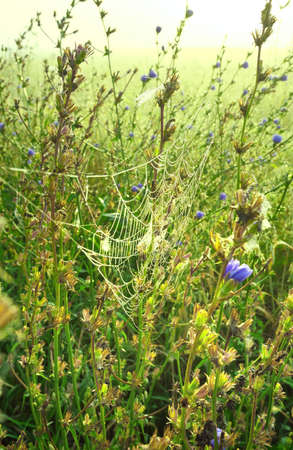 Cobwebs in the grass. Chicory thickets in the fog early in the morning