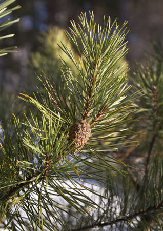 Green pine branch with long needles and a small cone close-up. No people, blurred background. Pure...