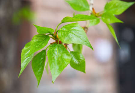 Fresh lime leaves in spring. Blooming green leaves on a tree branch close-up, plant veins, blurred...