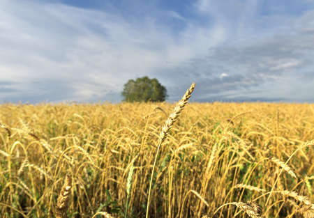 Ripe ear on a straight stem. Yellow agricultural field, trees on the horizon with blurred focus....