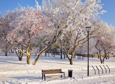 Mikhailovskaya embankment of the Ob river in winter. Branches of Apple trees in the hoar, pedestrian...