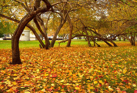 Theater Square in autumn. Crooked tree trunks, bright foliage in the grass. Novosibirsk, Siberia,...