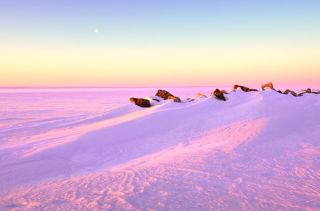 Pink morning over the Novosibirsk reservoir. The Ob Sea is covered with ice and snow drifts to the horizon, the moon is in the morning sky. Nature of Siberia, Russiaの写真素材