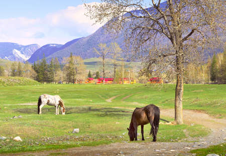 Horses in the Altai Mountains. Pets graze in the spring pasture against the backdrop of the village and the high mountains. Siberia, Russiaの写真素材