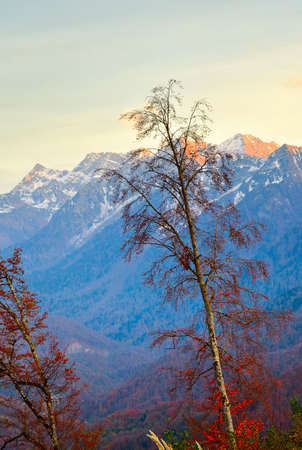 A bare tree against the background of high rocks with the first snow. Rosa Khutor, Sochi, Russia,...