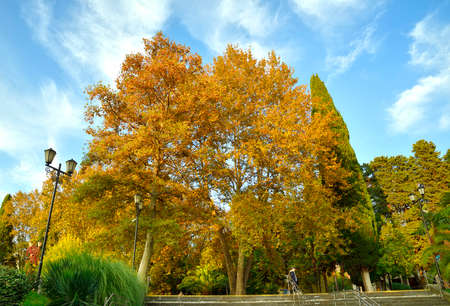 Sochi, Russia, 11.01.2021. Bright foliage of trees in the Seaside Park near the Festival concert hallのeditorial素材