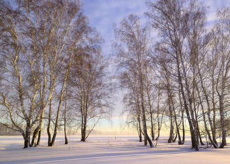 Birchgrove in winter. Bare trees in the morning among snowdrifts under a blue sky. Novosibirsk Region, Siberia, Russiaの写真素材