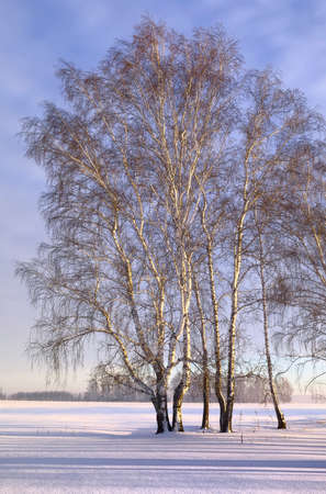 Birchgrove in winter. Bare trees in the morning among snowdrifts under a blue sky. Novosibirsk Region, Siberia, Russiaの写真素材