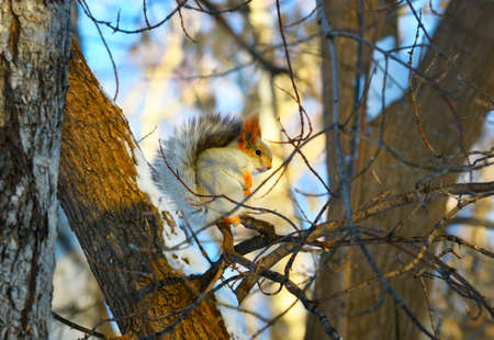 Squirrel on the branches in winter. A forest animal with winter fur hides among the branches....