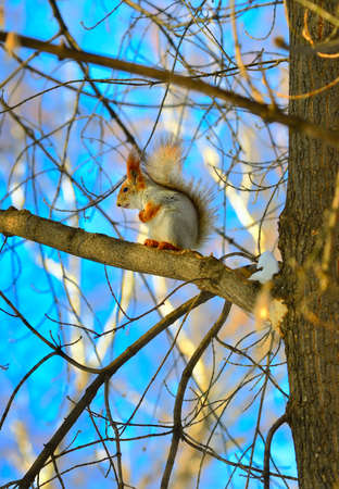 Squirrel on a branch in winter. A forest animal with winter fur sits on a tree branch. Novosibirsk Region, Siberia, Russiaの写真素材