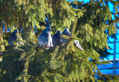 Pigeons on spruce green branches. Urban birds on a coniferous tree in the sunlight. Novosibirsk, Siberia, Russia, 2022の写真素材