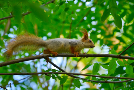 Squirrels in the spring park. A forest animal on the branches of a tree. Novosibirsk, Siberia, Russia, 2022の写真素材