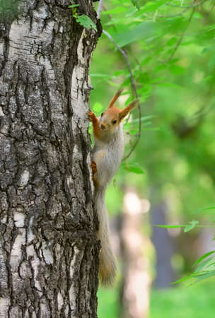 Squirrels in the spring park. A little squirrel on the trunk of a birch tree. Novosibirsk, Siberia, Russia, 2022の写真素材