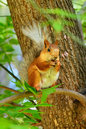 Squirrels in the spring park. A forest animal among the branches of a tree. Novosibirsk, Siberia, Russia, 2022の写真素材