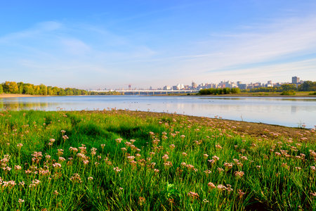 Flowers on the banks of the Ob. Morning over the waters of the river, a big city with bridges on the horizon. Novosibirsk, Siberia, Russia, 2022の写真素材