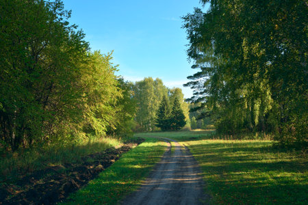 Forest park in early autumn. Forest road among green trees in the shade under a blue sky....