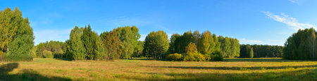 Forest park in early autumn. Green in a wide meadow on the edge of the forest under a blue sky. Novosibirsk, Siberia, Russia, 2022の写真素材