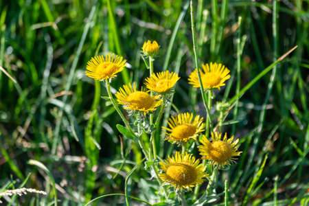 Pentanema britannica. Summer.