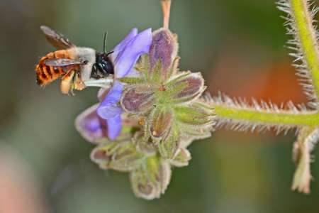 Bee feeding on a purple flower