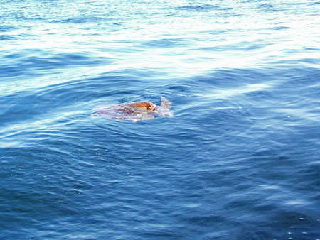 Sea turtle swimming in the ocean