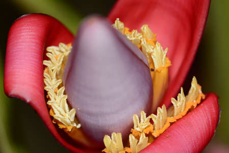 Colorful banana flower close upの写真素材