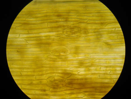 Stomata
