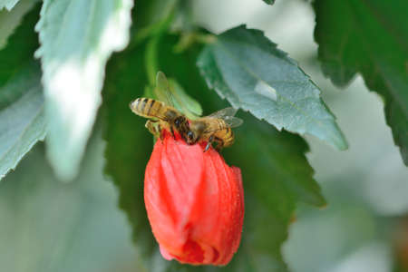 Bees feeding on red flower