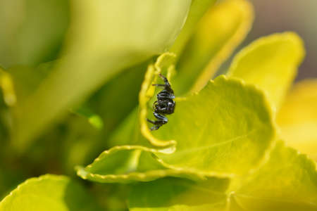 Small jumping spider on yellow plant