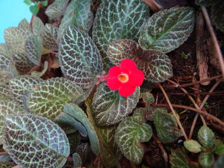 African violet plant whit red flowerの写真素材