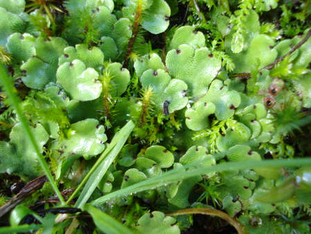 Liverwort plants growing on a water springの写真素材
