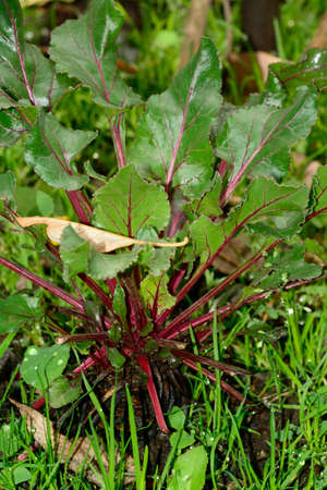 Growing beetroot