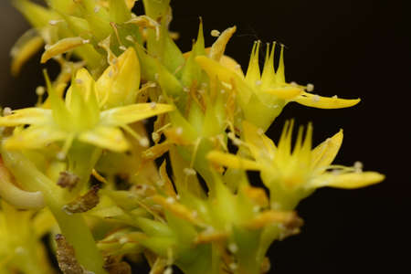 Yellow flowers on black background