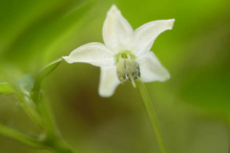 Pepper flowerの写真素材