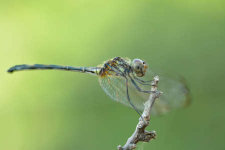 Dragonfly on branchの写真素材