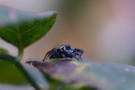 Black spider on a leafの写真素材