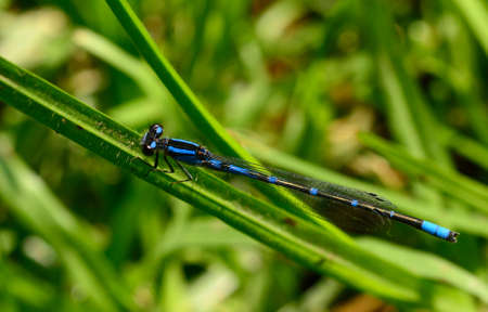 Damselfly on grassの写真素材