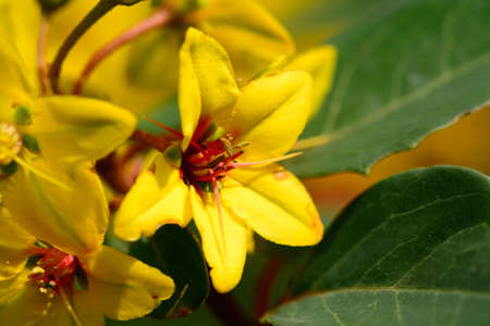 Yellow flowersの写真素材