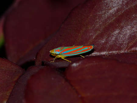 Candy striped leafhopper Graphocephala coccinea, Cicadellidaeの写真素材