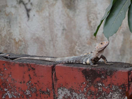 Iguanaの写真素材