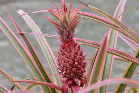 Red pineapple Ananas bracteatus ornamental plantの写真素材