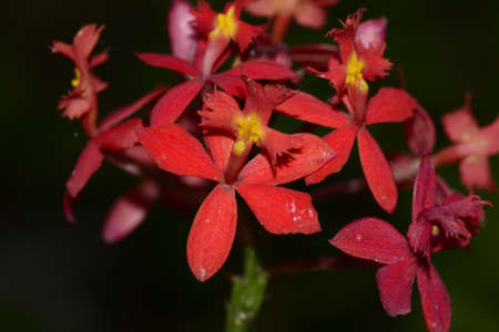 Red orchid flower Epidendrum radicansの写真素材