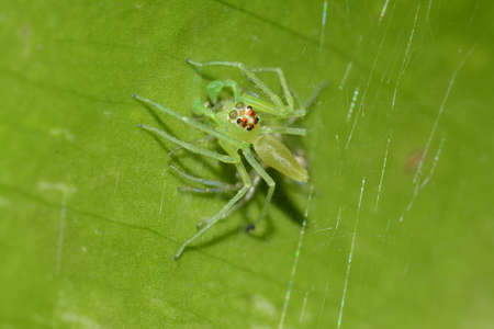 Lyssomanes jumping spider on leafの写真素材