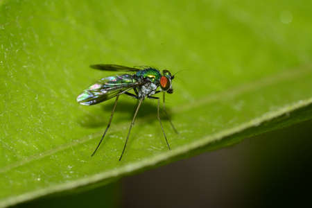 Wild fly hunting on a leafの写真素材