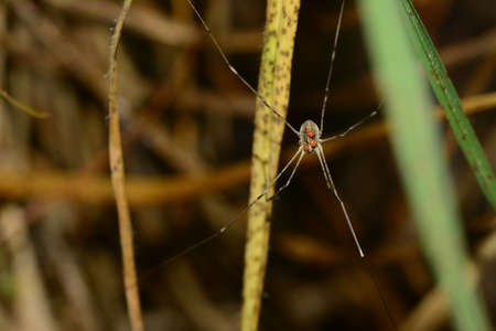 Black opiliones harvestmenの写真素材