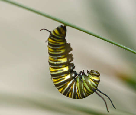 Monarch butterfly (Danaus plexippus) caterpillar preparing for chrysalis formationの写真素材