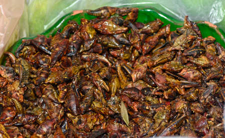 Fried crickets, mexican cuisine