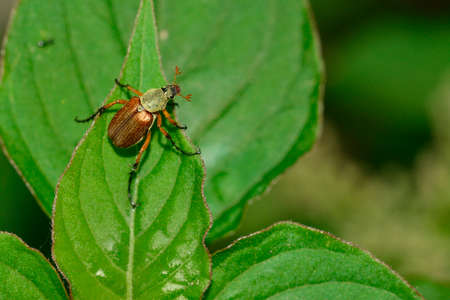 Melolontha melolontha beetle