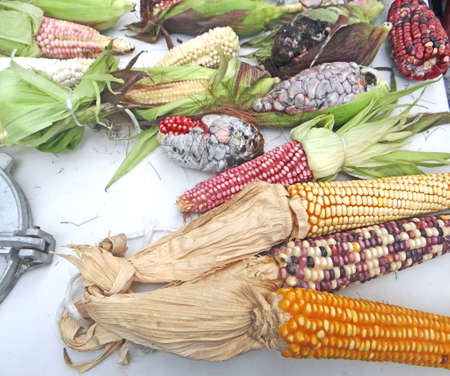 Mexican corn diversity  and huitlacocheの写真素材
