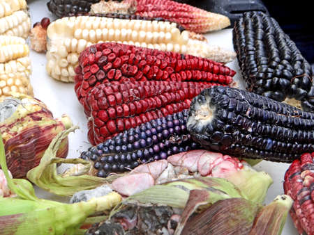 Mexican corn diversity, red, blue and white cornの写真素材